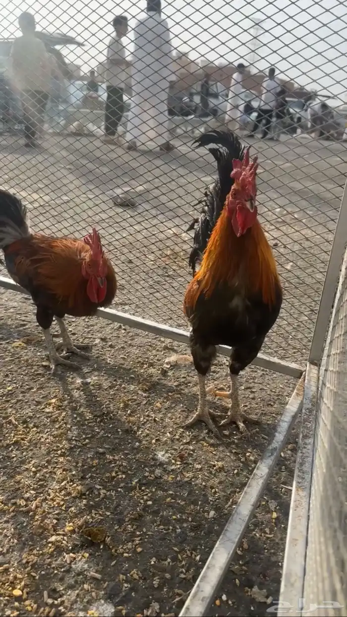 ديك عربي اصيل 2