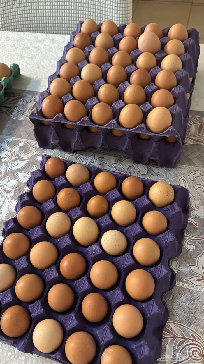 بيض لهمان 2