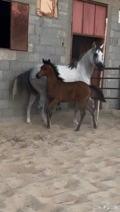 فرس واهو مع مهرتها للبيع 0