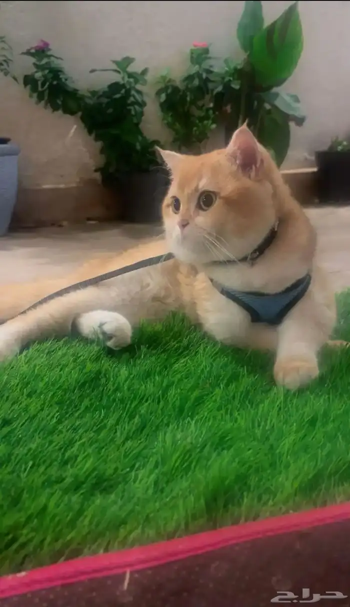 قط ذكر بريتش بيور NY12 للبيع او للتزاوج 3