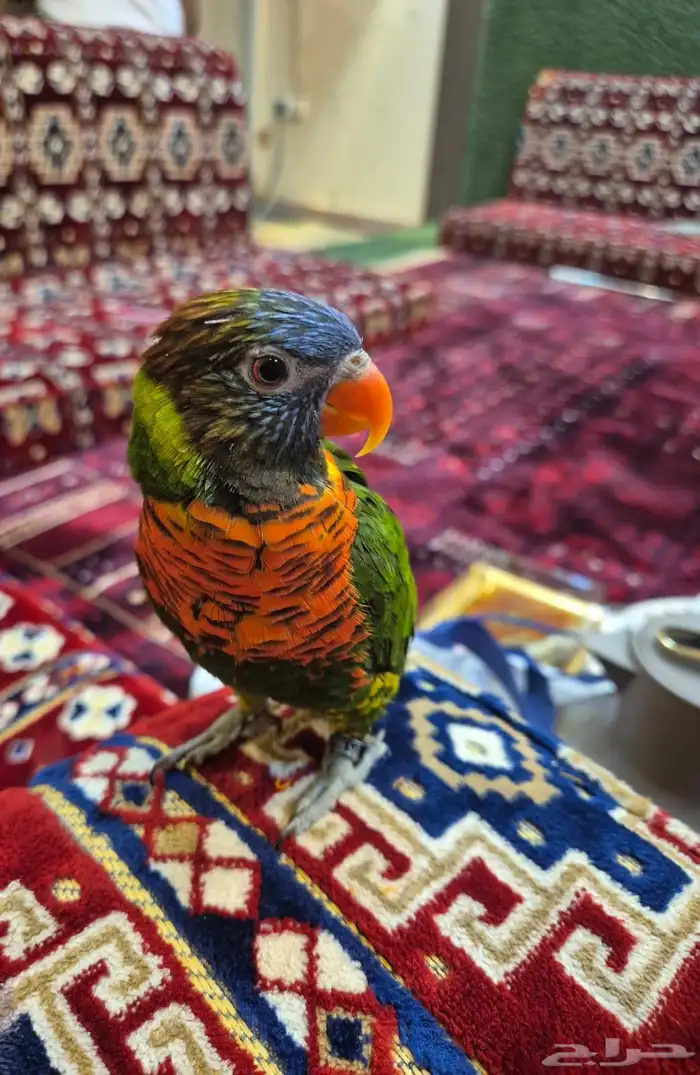 لوري للبيع بيع مستعجل تم البيع 3