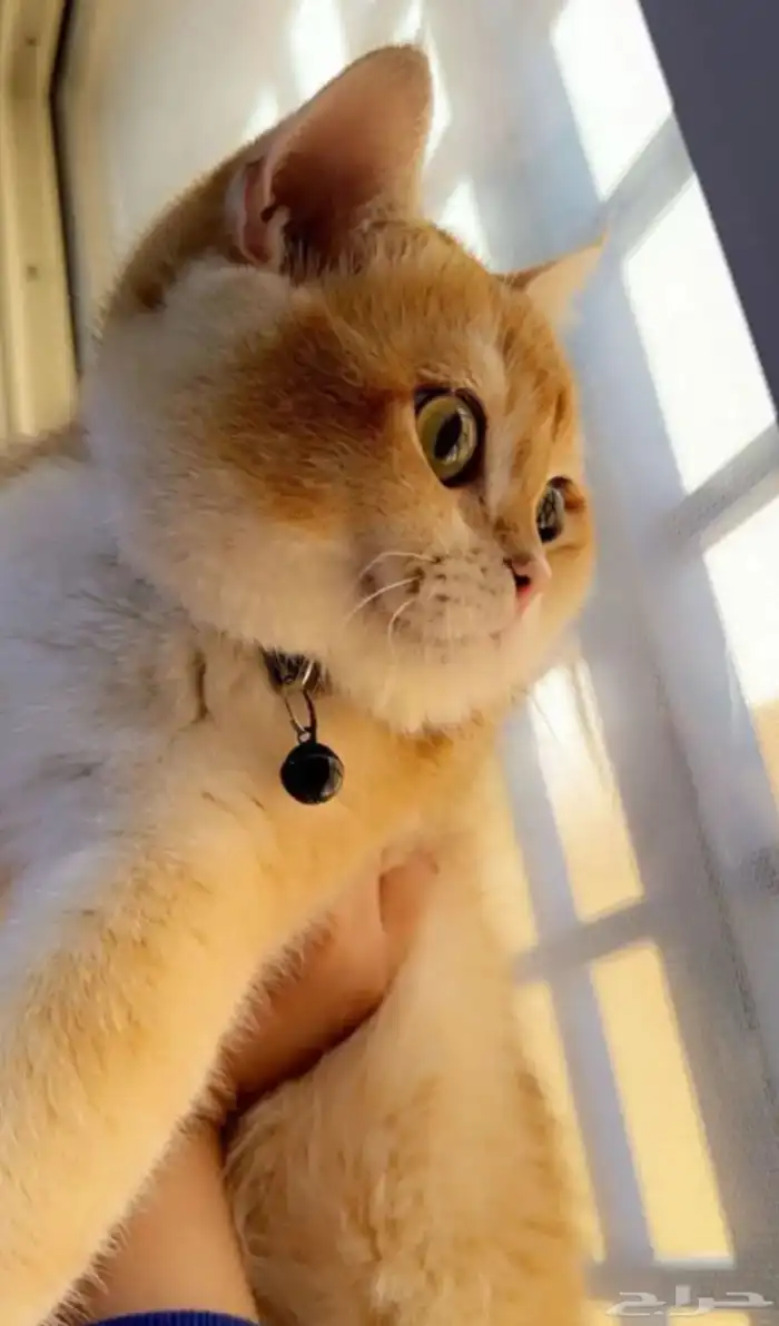 قط ذكر بريتش بيور NY12 للبيع او للتزاوج 2