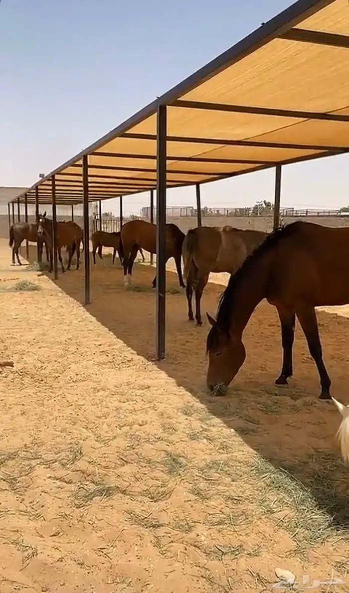 ايواء خيل 1