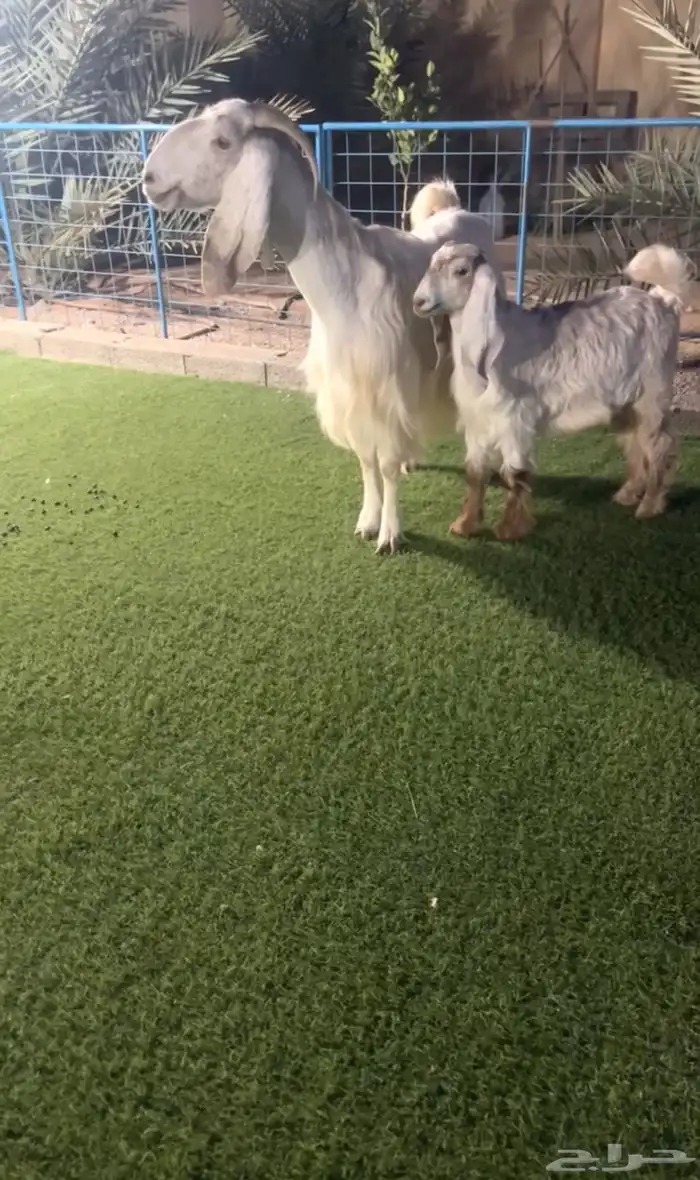 عنز مشروكة معها جفرة فاخرة تم البيع 0