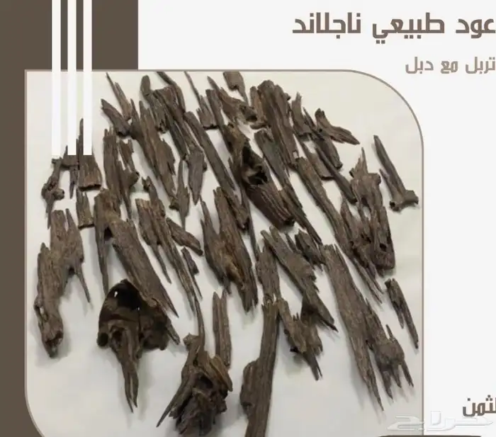 عود. هندي ناجالاند فاخر. عرض خاص 2