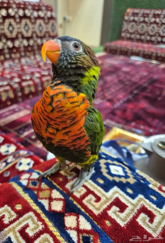 لوري للبيع بيع مستعجل تم البيع 1