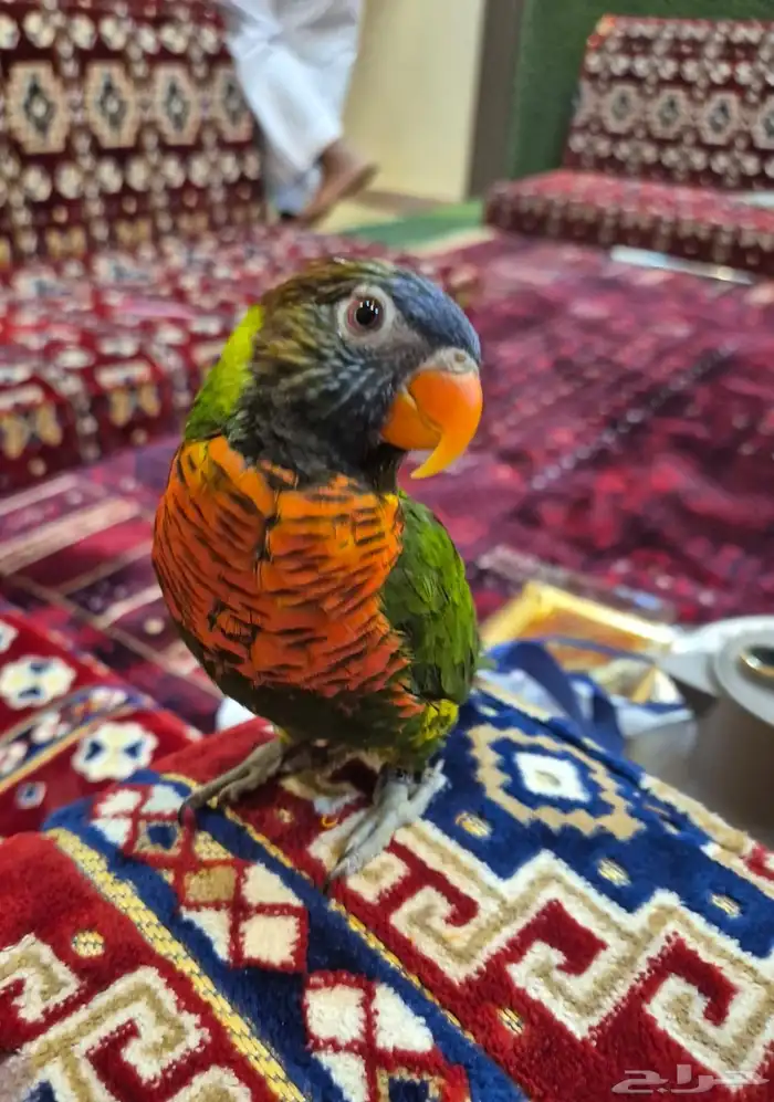 لوري للبيع بيع مستعجل تم البيع 2