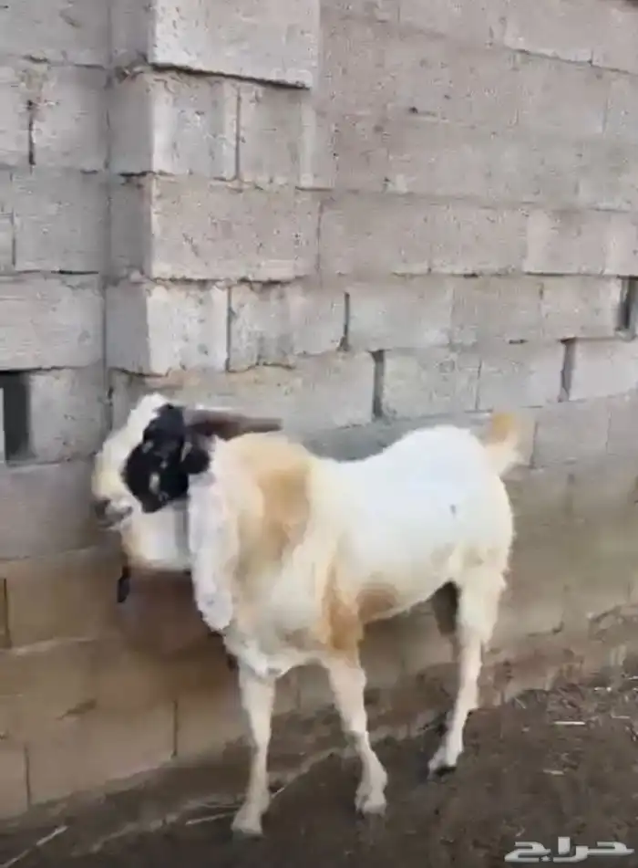تيس للبيع 7