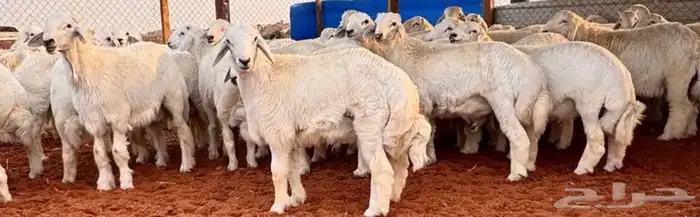 احجز اضحيتك الآن 1