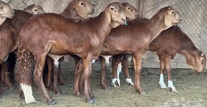 احجز اضحيتك الآن 2