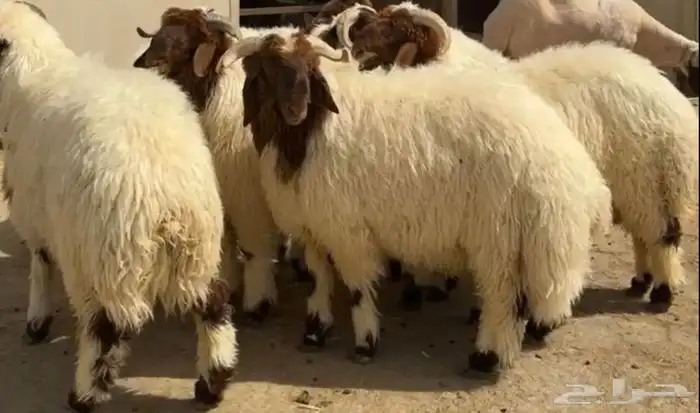 احجز اضحيتك الآن 0