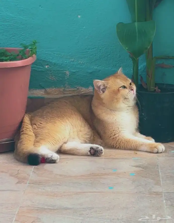 قط ذكر بريتش بيور NY12 للبيع او للتزاوج 1