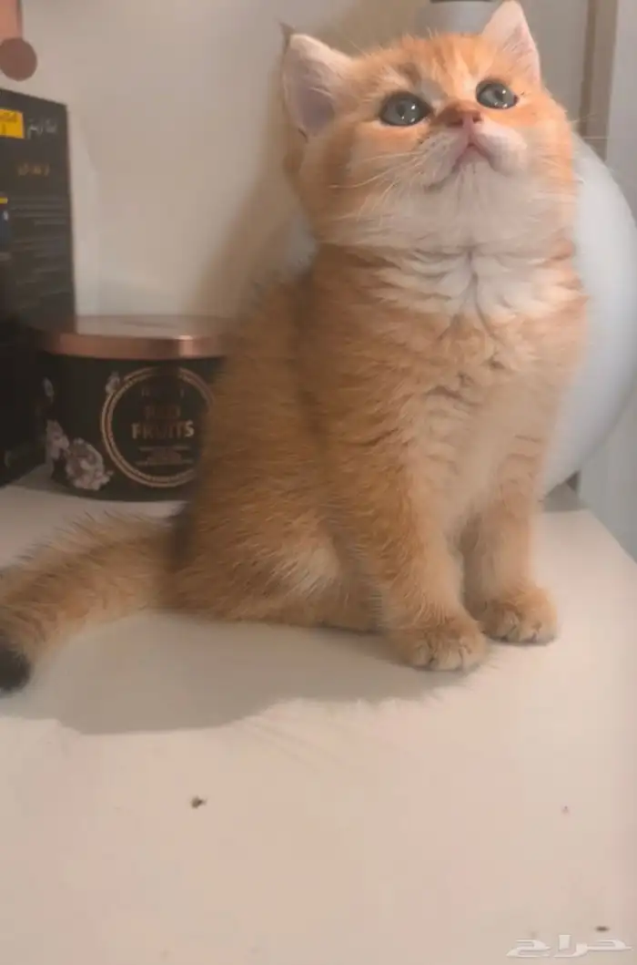 قط ذكر بريتش بيور NY12 للبيع او للتزاوج 6