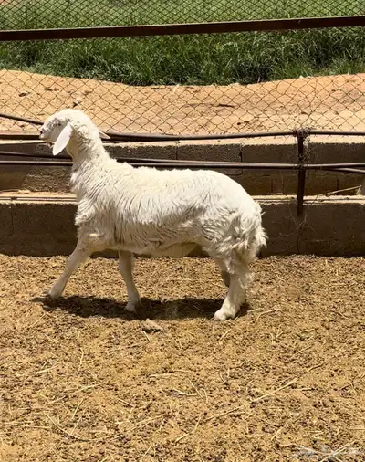 طلي حري ضحية ( تم البيع ) 1