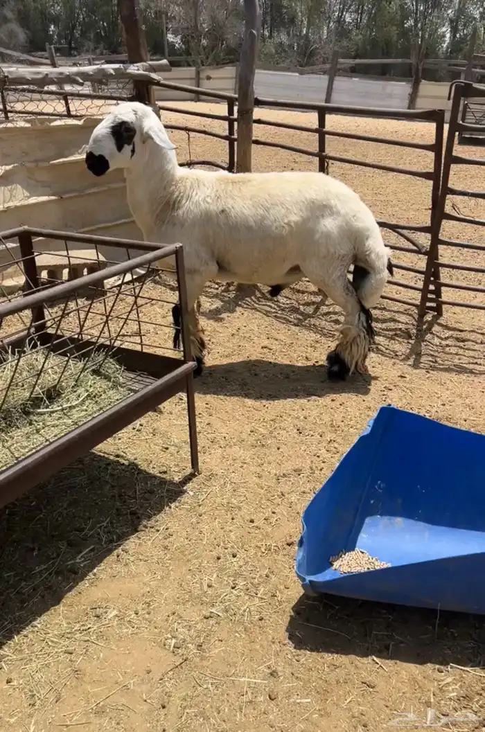خروف مكحل ضحيه والا فحل يمشي ع الصوبين 0