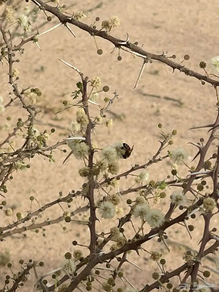 عسل سمرة عشيرة 3