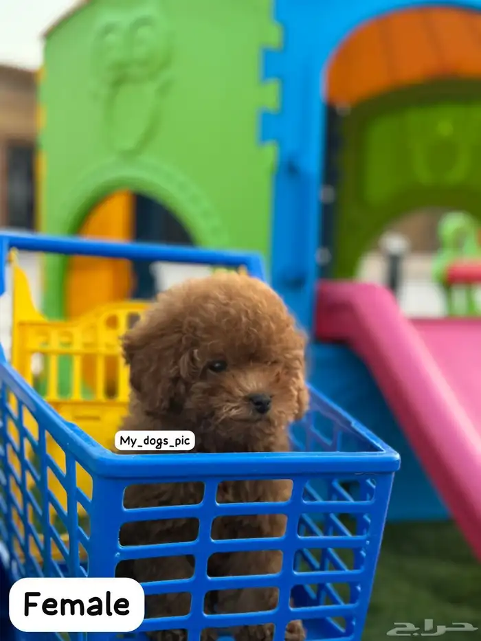 بودل بيور 0
