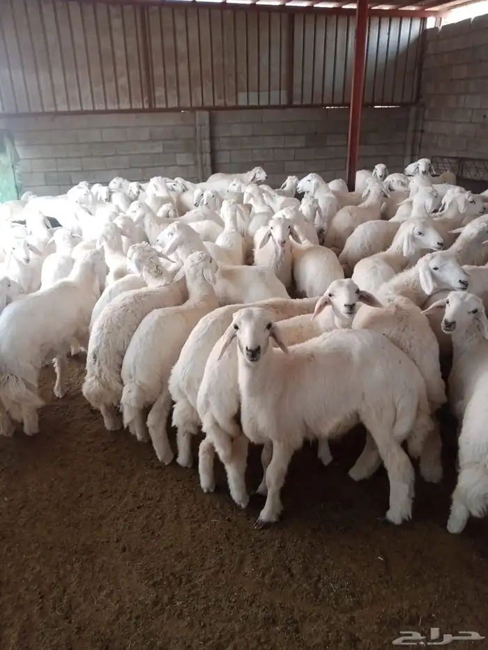 اضاحي على الشرط باذن الله 2