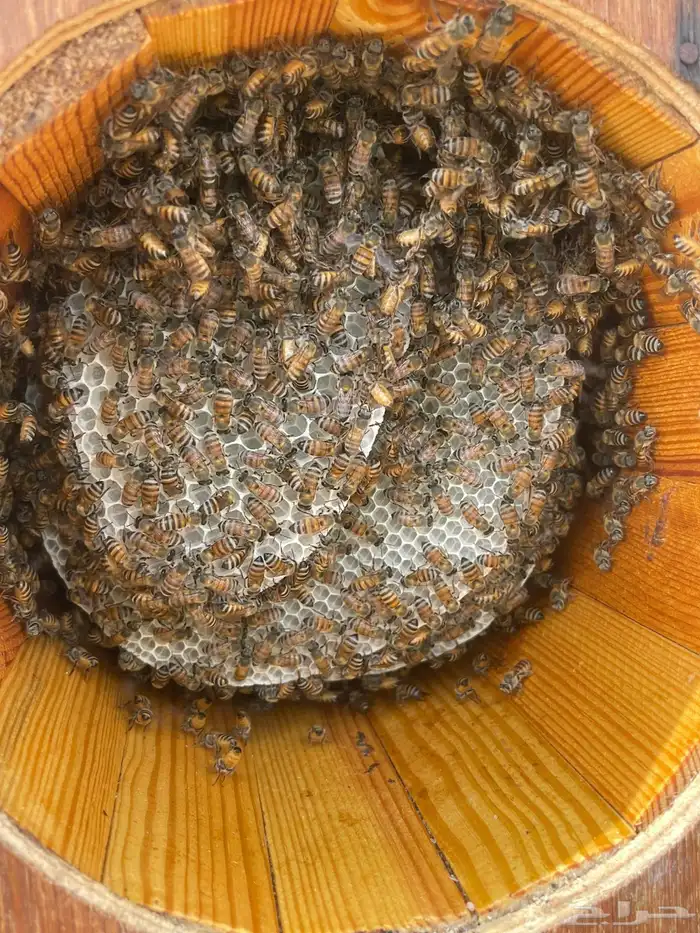 عسل سمرة عشيرة 2