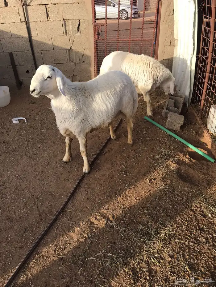 خرفان حريات حري ضحايا 0