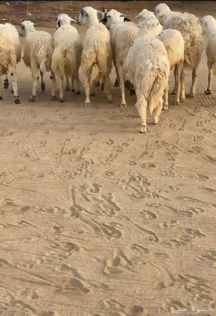 فران اضاحي مخاصي 0