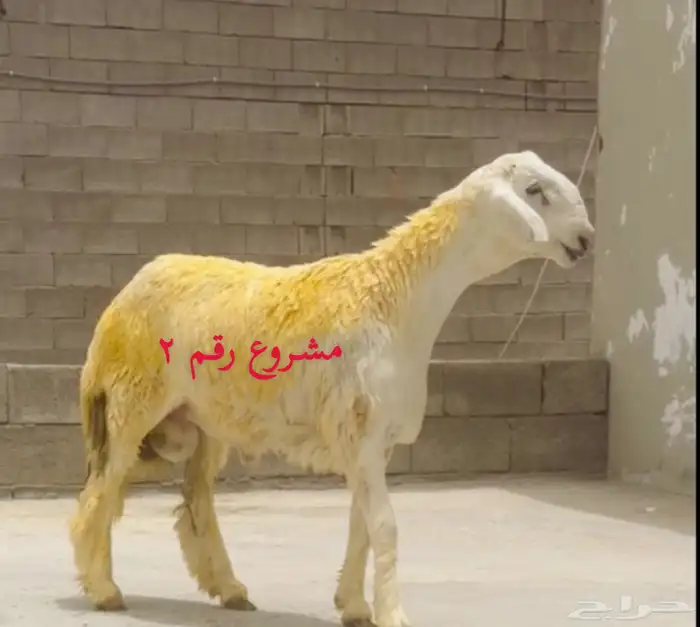 مشاريع حري صنف الصنف فواخر من الاخر 2