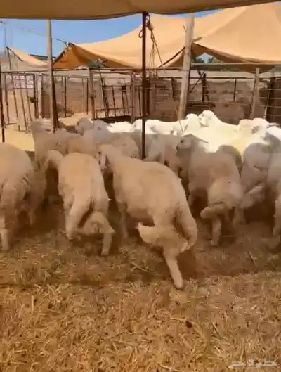 طليان حريه تم البيع 3