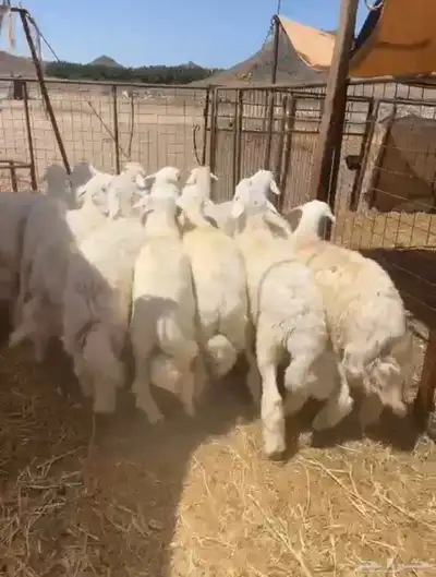 طليان حريه تم البيع 5