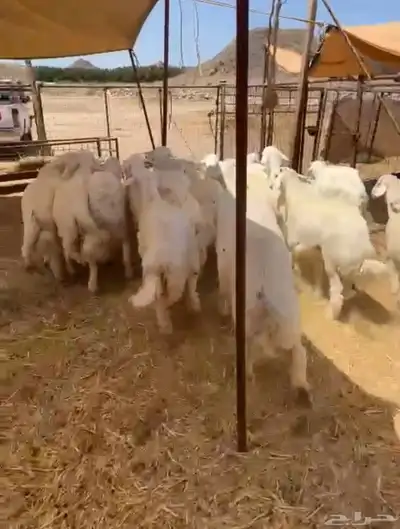 طليان حريه تم البيع 4