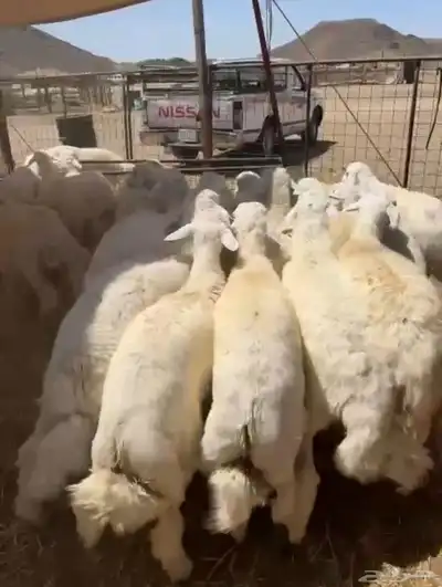 طليان حريه تم البيع 2