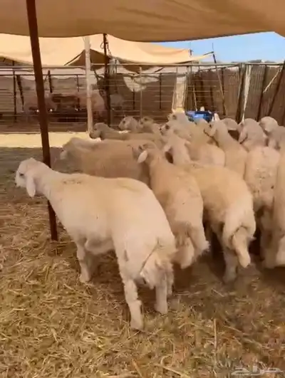 طليان حريه تم البيع 1