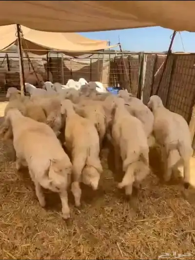 طليان حريه تم البيع 0