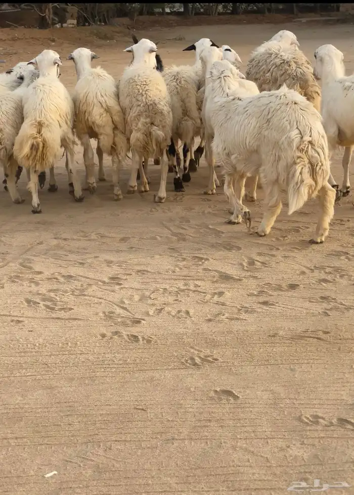 فران اضاحي مخاصي 1