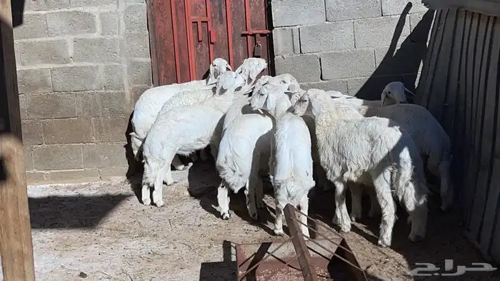 اضاحي على الشرط باذن الله 1