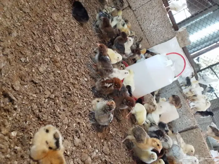 صيصان بلدي وفيومي 19