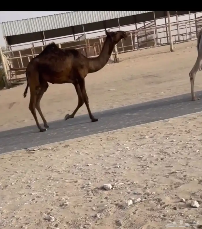 عرض عرض نادره مفروده مجهم 0