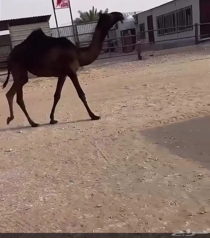 عرض عرض نادره مفروده مجهم 1