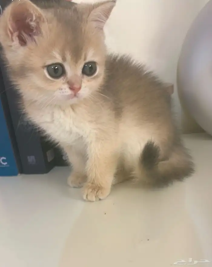 قط ذكر بريتش بيور NY12 للبيع او للتزاوج 4