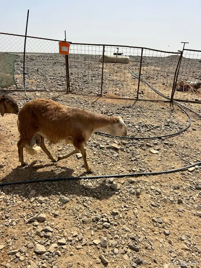 اضاحي للبيع يوجد مسلخ بالموقع 10
