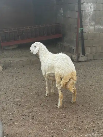 رخل وخروف للبيع 1
