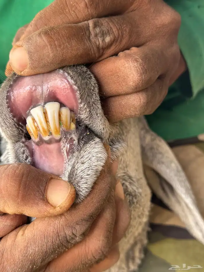 القصيم بريدة 7