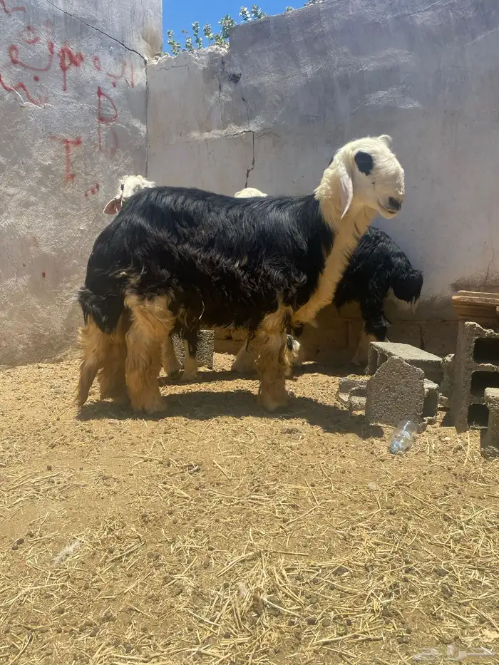 طلي فروع نجدي عمره 9 شهور 0