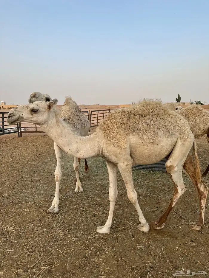 قعود حاشي قصب 0