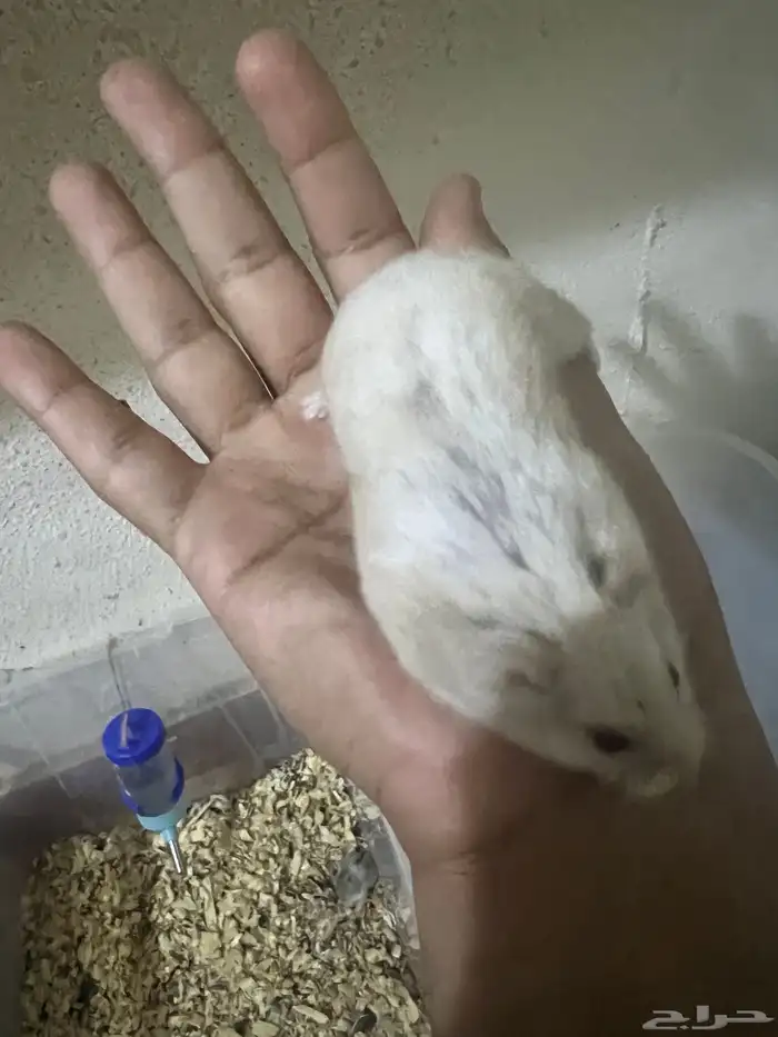 هامستر ب 20 ريال 24