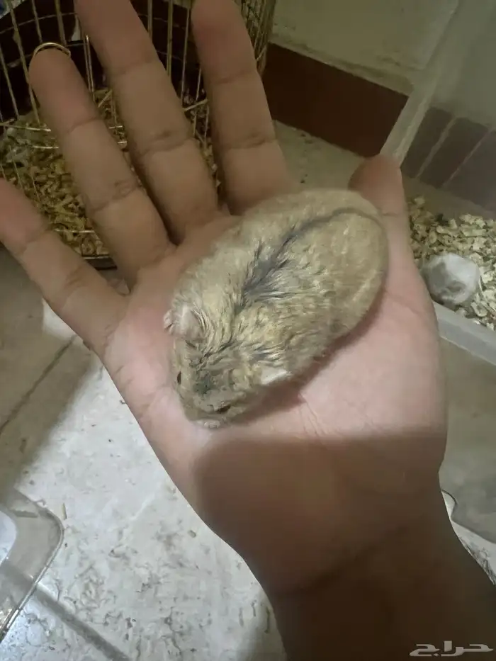 هامستر ب 20 ريال 8