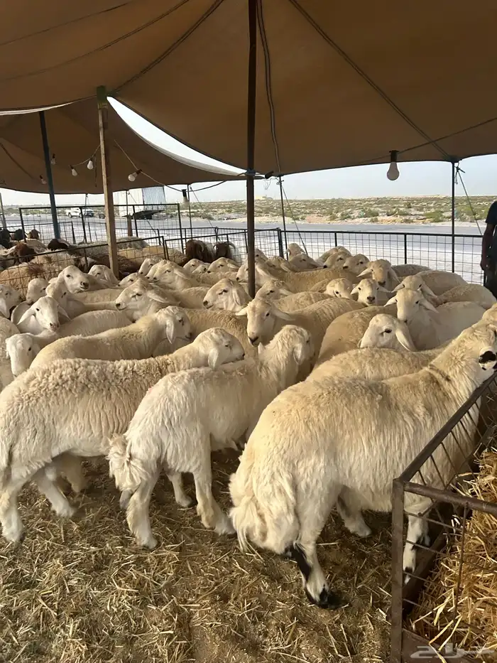حريات جبر ووسط فاخر ونعيم جبر ووسط 4