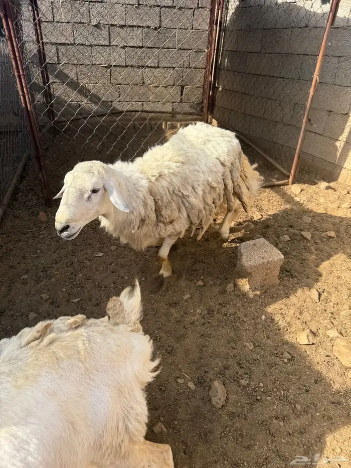 خروف 2