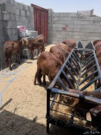 ذبايح واضاحي نعيمي وحري وسواكني طيبه متوفر تمارا 6
