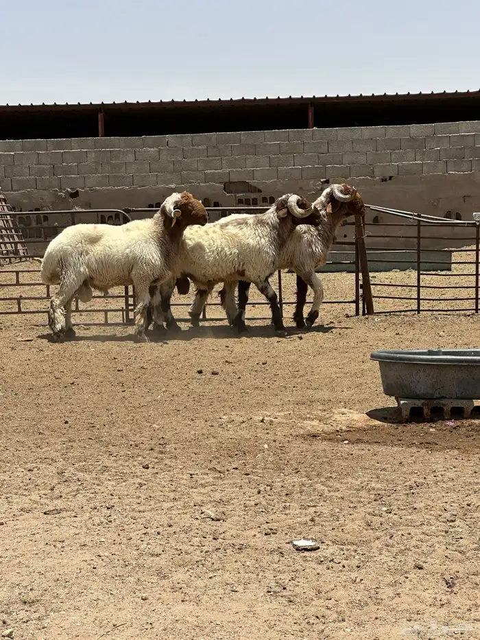 فحول أنعيم طيبه اللبييع 0