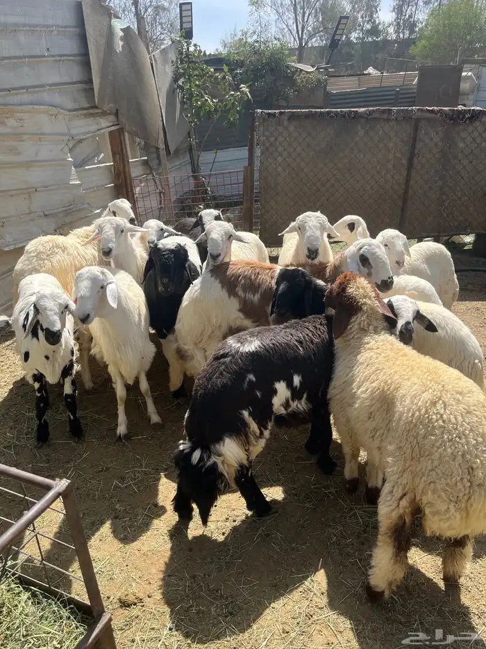 خرفان  ورخال اضاحي فاخرة ما شاء الله تبارك الله 4